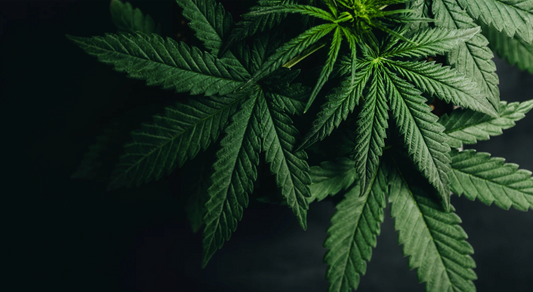 Is Weed Legal in the UK?